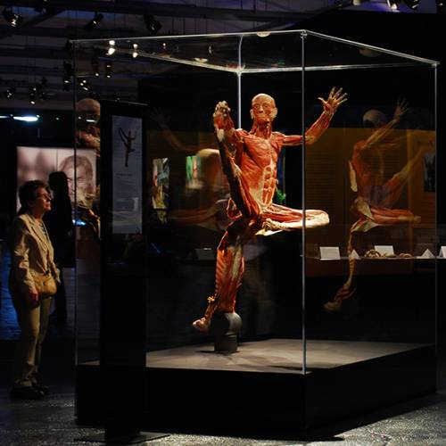 Body Worlds Vital Auckland Heart of the City